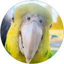 Cindy profile picture